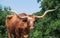 Closeup of Texas longhorn