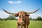 Closeup of Texas longhorn on spring pasture