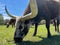 Closeup of Texas Longhorns grazing in the meadow on a sunny day