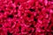 Closeup Texture of Beautiful red Cockscomb