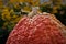 Closeup Texture of Bumpy, Warty Pumpkin