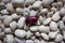 Closeup texture of a bunch of dried white beans