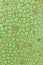 Closeup texture fresh green artocarpus integer (champedak or ban