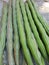 Closeup texture moringa pods the fruit is round, long, green