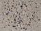 Closeup texture of terrazzo with marble