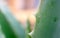 Closeup Texture of the Thorny Leaf of  Aloe Vera Plant