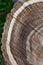 Closeup texture of walnut logs