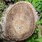 Closeup texture of walnut logs