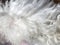Closeup Texture of White Poodle Fur