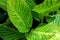 Closeup of textured large canna leaves