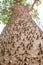 Closeup textured and surface of the trunk of Kapok tree, Red silk cotton tree, Bombax ceiba tree