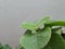 Closeup Thick leaves of Plectranthus amboinicus mexican mint or Doddapatre fragrant herbal plant growing in a flowerpot.