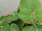 Closeup Thick leaves of Plectranthus amboinicus mexican mint or Doddapatre fragrant herbal plant growing in a flowerpot.