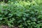 Closeup of thickets of stinging nettle in the spring forest