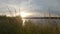 Closeup of thin grass straws waving in wind on golden sunset over a lake