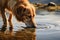 Closeup of a thirsty dog quenching its thirst from the rippling lake shore