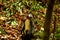 Closeup of thomas leaf monkey in the Gunung Leuser National Park