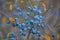 Closeup thorn bush with ripen berries