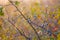 Closeup thorn bush with ripen berries in a early morning mist