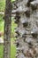 Closeup of the thorns of a silk floss tree