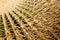 Closeup of the thorny shape of a golden barrel cactus Echinocactus grusonii