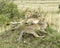 Closeup of three adult cheetah lying resting on top of a grass covered mound