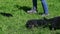 Closeup three black small german shepherd puppies walk