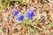 Closeup of three blue muscaries flowers in the garden,Japan