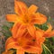 Closeup of three bright orange daylilies.