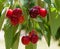 Closeup of three bunches of cherries hanging on tree