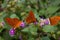 Closeup of three butterflies on flowers