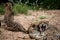 Closeup of three cheetahs laying close to each other in South Africa