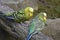 Closeup of three colorful budgies sitting on a tree branch in a park in Kassel, Germany
