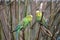 Closeup of three colorful budgies sitting on a tree branch in a park in Kassel, Germany