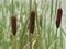 Closeup of three common bulrush seedheads, Typha latifolia