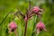 Closeup of the three flowered avens. Geum triflorum.