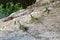 Closeup of three green iguanas on a rock.