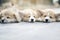 Closeup of three group lovely, cute corgi dog puppies lying