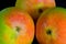 Closeup of three isolated world famous Alphonso mangoes