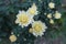 Closeup of three ivory white flowers of Chrysanthemums in October