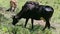 Closeup three large domestic cows eat fresh grass at summer green pasture