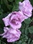 Closeup of three lavender rose flowers with raindrops