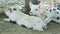 Closeup three little domestic pink pigs with black spots rest