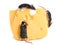Closeup three mice on piece of cheese on white background