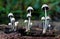 Closeup of three Mycena mushrooms growing on rotting wood