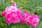 closeup three pink peony with buds in Summer flower garden