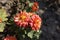 Closeup of three pinkish orange Chrysanthemums in mid October