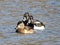 Closeup of Three Ring necked Ducks Huddled Together Wading in a Pond