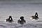 Closeup of three tufted ducks, aythya fuligula swimming in a lake