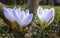 Closeup of three very gentle blue spring crocus Blue Pearl against the background of a brown tree trunk